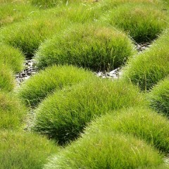 Kostrzewa Gautiera - Festuca gautieri